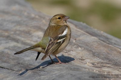 Pinsons des arbres - Common Chaffinch