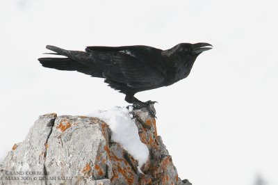 Grand corbeau - Common Raven