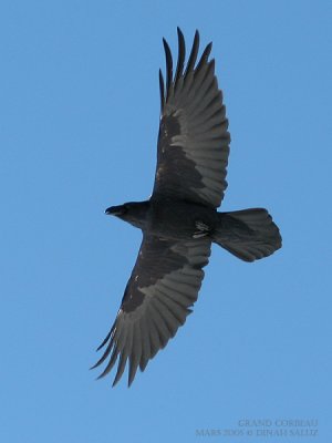 Grand corbeau - Common Raven