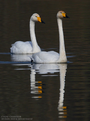 Cygne chanteur - Whooper Swan