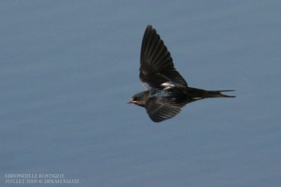 Hirondelle rustique - Barn Swallow