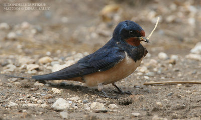 Hirondelle rustique - Barn Swallow