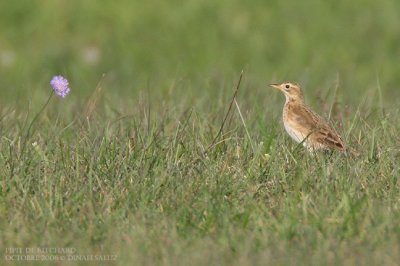 Pipit de Richard - Richard's Pipit