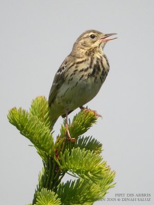 Pipit des arbres - Tree Pipit
