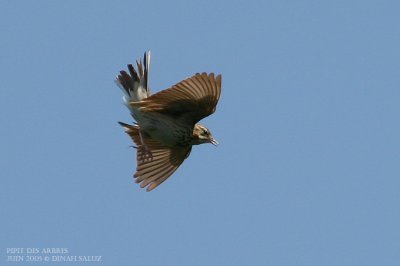 Pipit des arbres - Tree Pipit
