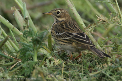 Pipit farlouse - Meadow Pipit