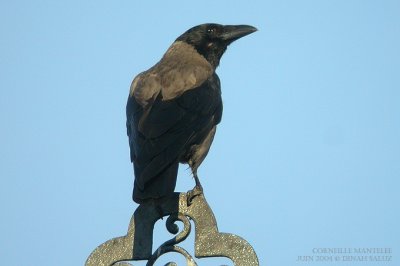 Corneille mantele - Hooded Crow