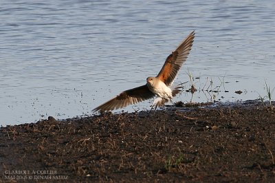 Glarole  collier - Collared Pratincole