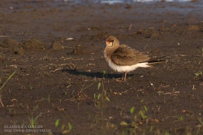 Glarole  collier - Collared Pratincole