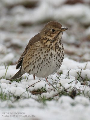 Grive musicienne - Song Thrush