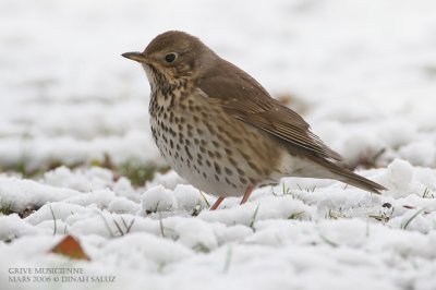Grive musicienne - Song Thrush