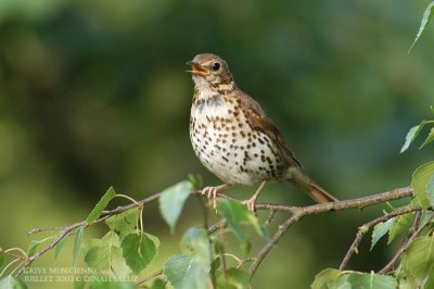 Grive musicienne - Song Thrush