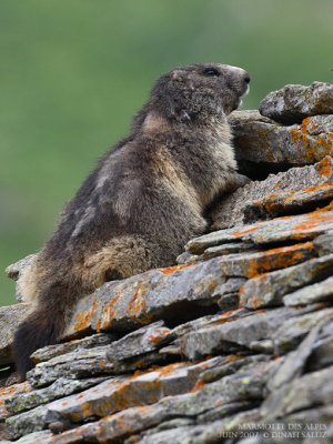 Marmotte des Alpes