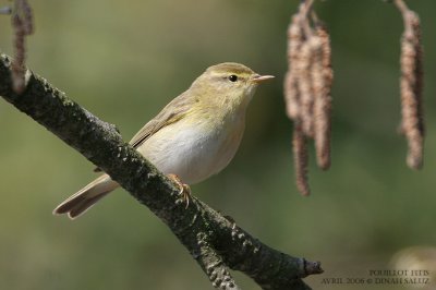 Pouillot fitis - Willow Warbler