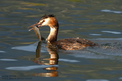 Grbe hupp - Great Crested Grebe