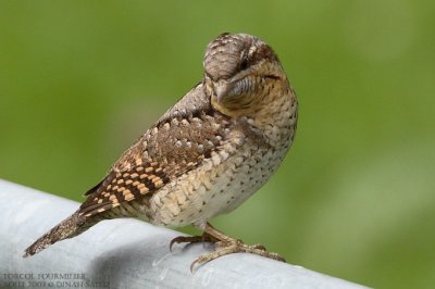 Torcol fourmilier - Wryneck