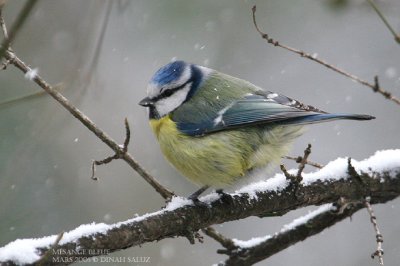 Msange bleue - Blue Tit