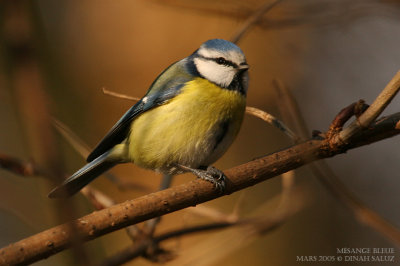 Msange bleue - Blue Tit