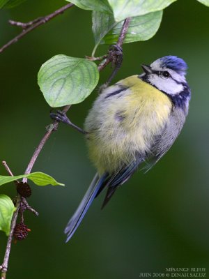 Msange bleue - Blue Tit