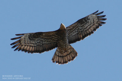 Bondrée apivore - European Honey-buzzard