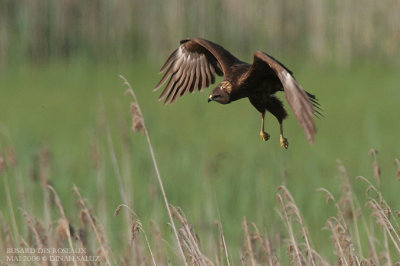 Busard des roseaux - Marsh Harrier