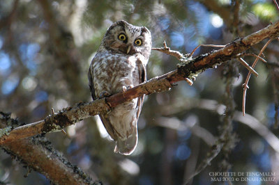 Chouette de Tengmalm - Tengmalm's Owl