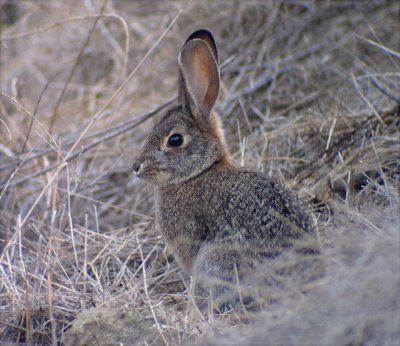 Desert Cottontail