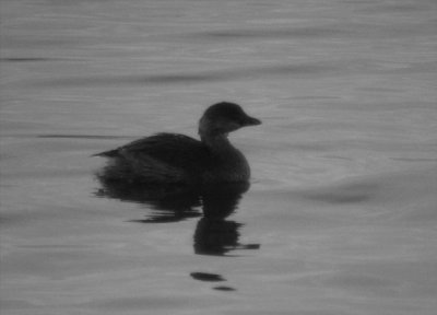 Pied-billed Grebe