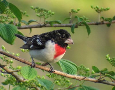 Rose-breasted Grosebeak