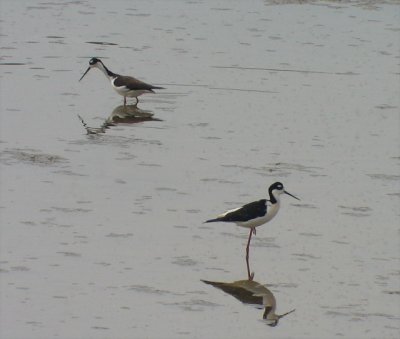 Black-necked Stilts, Berrien County, MI