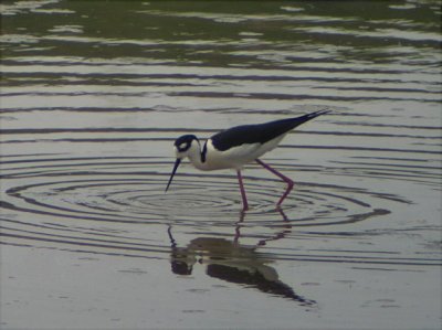 Black-necked Stilt, Berrien County, MI