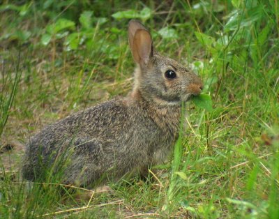 Eastern Cottontail