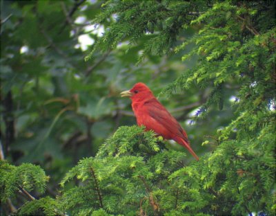 Summer Tanager, Berrien County, MI