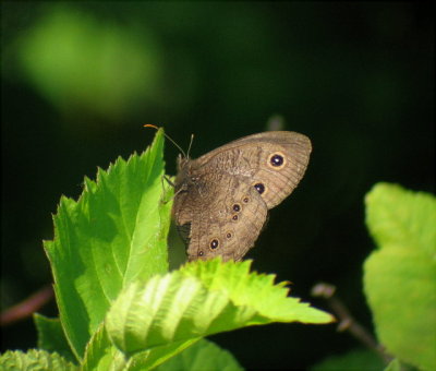 Little Wood-Satyr