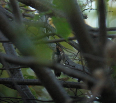 Green-breasted Mango, Rock County, WI