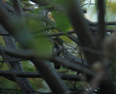 Green-breasted Mango, Rock County, WI