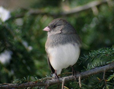 Dark-eyed Junco