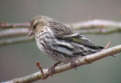 Pine Siskin