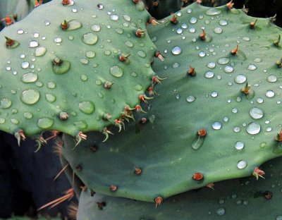 rain cactus 