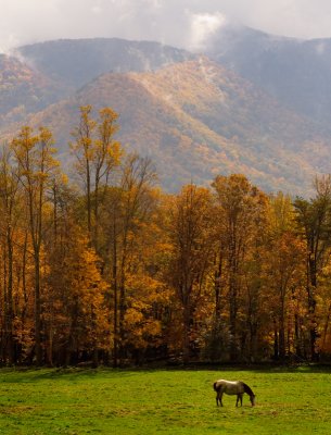 Cade's Cove Portrait