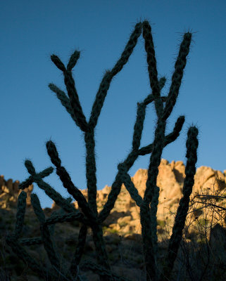 BigBend Cactus #0152