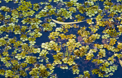 Spider Walking on water #078