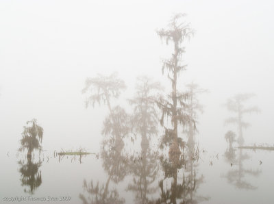 Martin Fog #011