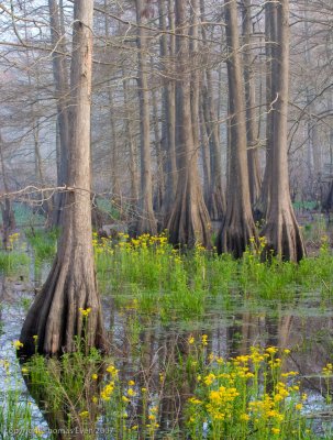 Cypress Color #104