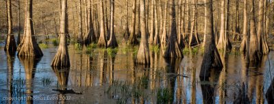 LakeMartin pano 021707 #03