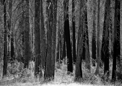 Yosemite_20070826_7201.jpg
