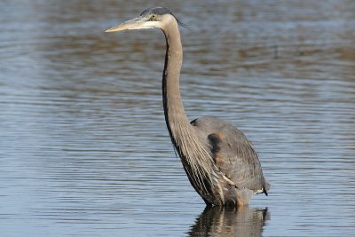 GBH