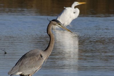 GBH & Egret