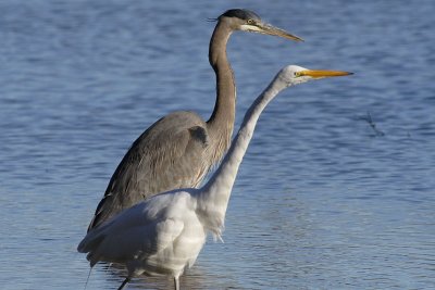 GBH & Egret