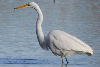 Egret